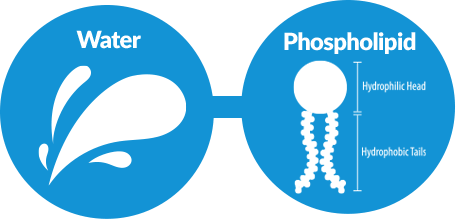 Water and phosholipid