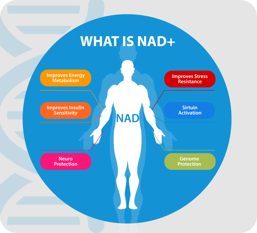 Infograph: What is NAD+