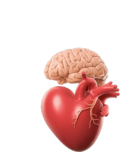 Resveratrol molecule with diagram of a heart